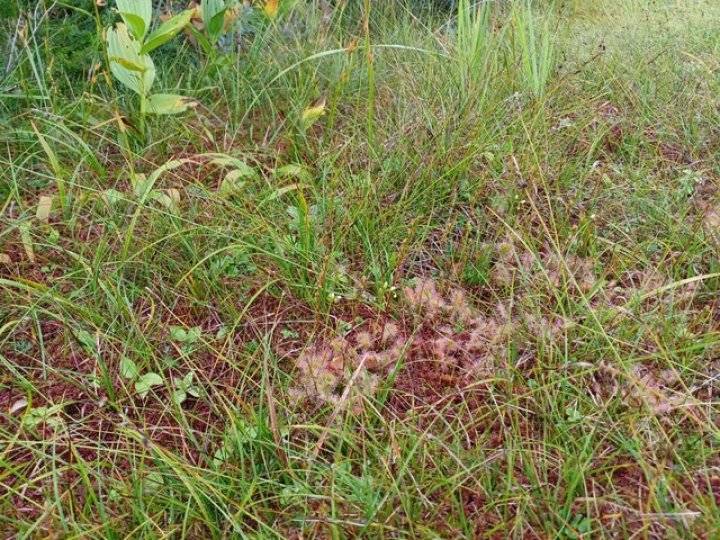 《8/31》御嶽山田の原湿原再生と浸透する道・庭づくりの関連画像2